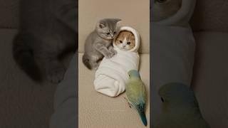 Soft Blanket and the Cutest Kitten Ever