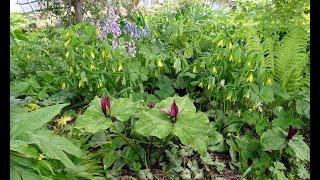 Bulb Log Video Diary Supplement  exploring carpets of decorative foliage and flowers