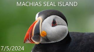 Atlantic Puffins and More on Machias Seal Island - July 2024