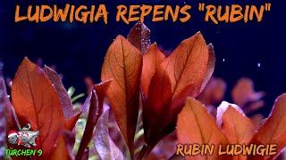 Die Rubin-Ludwigie - Ludwigia repens "Rubin" | ADVENTdicted! Adventskalender | Türchen 9