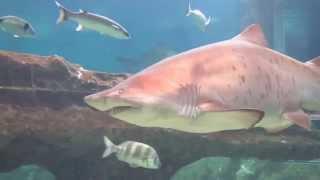 Buceando con tiburones toro en el acuario de Roquetas de mar!