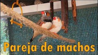 MANDARINES HOMOS3XUALES  La homosexualidad en pájaros