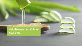 Aloe Vera – Alles, was du über ihre Wirkung wissen solltest.