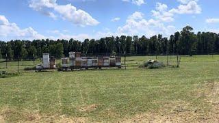 COW PASTURE APIARY! Part 2 of 2. Bee yard maintenance done. Lawnmower survived. Happy JULY 4th! #bee