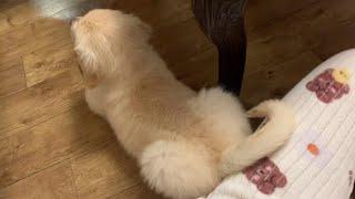 고양이 같은 개/새끼강아지, 아기강아지골든리트리버 개냥이 goldenretriver