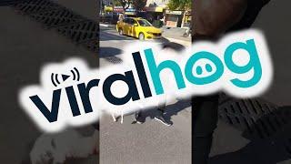 Man Intervenes in Street Cat Standoff || ViralHog