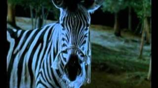 I can be your HERO baby  - Zebra trkačica ( RACING STRIPES )