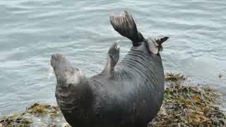 Seal at Battery Gardens