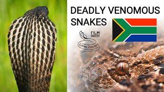 Deadly venomous snakes of South Africa, mambas, cobras, puff adder, boomslang, twig snake