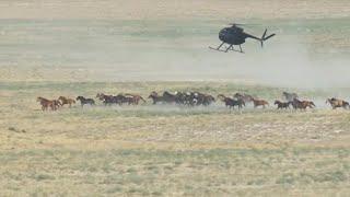 FOX 13 News 360: Controversy behind wild horse roundups