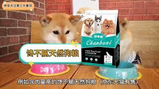 如何正确饲养柴犬？3大注意事项！