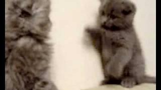 very funny cats scottish fold