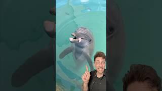 Bottlenose Dolphins are swimming brains