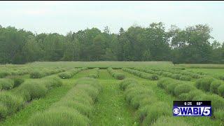 Moore Manor Lavender in Newport now open