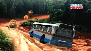 Safari Bus Stuck Among Lions In Nandankanan For 30 Mins