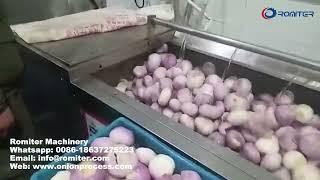 Brush Type Onion Washing Machine-How to Clean Onion