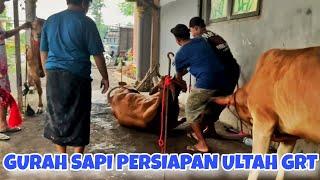 PERSIAPAN MENUJU ULTAH GAGAK RIMANG || SENOPATI GURAH DULU SEBELUM MEWAKILI JAWA DI EVENT AKBAR 