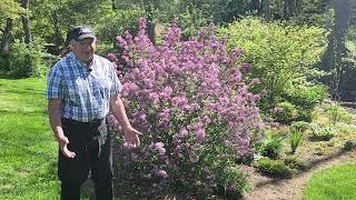 How To Prune Lilacs // To Keep Them Healthy, Vigorous, Free Flowering & Well Formed   ️
