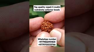 Top quality nepali 5 mukhi rudraksha #youtubeshorts #shorts #rudraksha