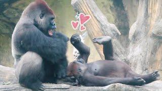 金剛Tayari很喜歡逗老公Gorilla Tayari loves her couple D'jeeco so much#金剛猩猩 #gorilla