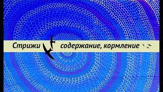 Содержание и кормление стрижей на ПМЖ.  Как сделать комнату и вольер для стрижей. Освещение.