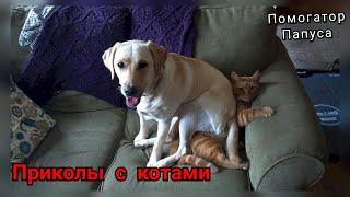 Говорящие коты  Приколы с Котами  Смешные Собаки  Приколы с Животными 