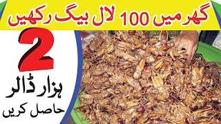 Keep 100 cockroach at home, get 2000 Dollars | Mahaz News | Latest News