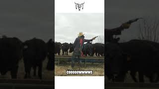 67 year old rancher super soaks cows