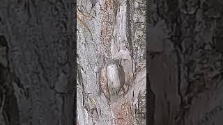 Gray-bearded, gray-eyed gnome over black-eyed Tom Thumb in front of a mouse peeking out of a hole.
