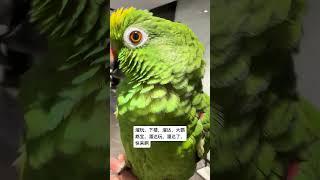 大鹦鹉 鹦鹉列 手养鸟日常 小鸟成精了 萌宠日常记录