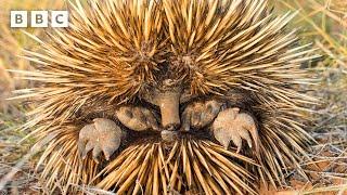 Cute echidnas keep cool... by blowing SNOT BUBBLES  | Mammals - BBC