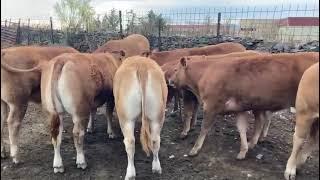 Ganado limousin puro | AgroAnuncios.es