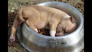  I ate and slept!  Funny video with dogs, cats and kittens! 