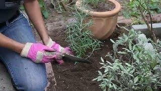 How to Design a Perennial Herb Garden : Herb Garden Tips