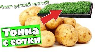 Как только сошел снег весной сейте это сидерат под картофель! Какие сидераты посеять под картошку?