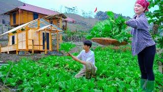 From farm to table: Sang vy Harvesting vegetables, Going to the market to sell, new farm, Cooking