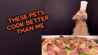 These Pets Cook Better Than Me!  #compilation | PAWSOME PETS