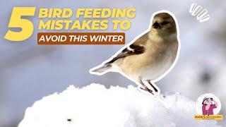 5 Bird Feeding Mistakes to Avoid This Winter