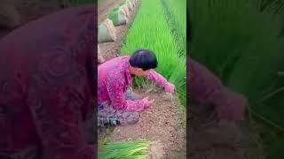 the process of farmers harvesting to washing chive plants #shorts