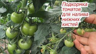 Подкормка томатов на налив плодов нижних кистей.