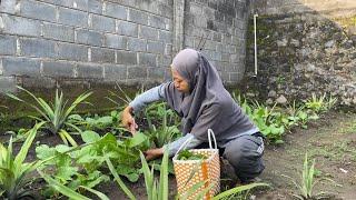 Panen Sawi Hijau (Mustard Greens) dan Pepaya (Papaya), Masak Tumis Sawi Hijau