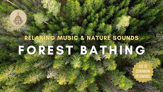 1 HR 432 Hz Forest Bathing | Nature's Healing Music | Connect to the Universe | Schumann Resonance