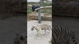 Tashkent Zoo. Tiger./ Ташкентский зоопарк. Тигр.