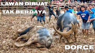 Petarung Terbaik Dan Disegani Pada Masanya / Tedong Silaga / Adu Kerbau / Buffalo Fight