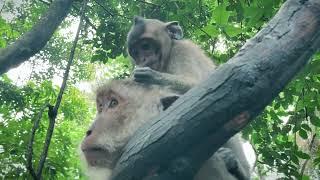 Monkey was abradable on Trees | #monkey  #nature  #wildlife #angkor #shortsfeed [ Sresre Toukvill ]