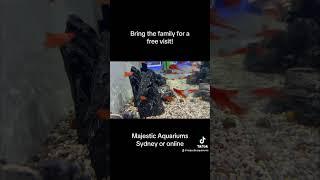 Majestic Aquariums online