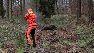 HEAVY BOAR at a few meters | Driven hunt for wild boars in the gorge (CopterPro Hunting)