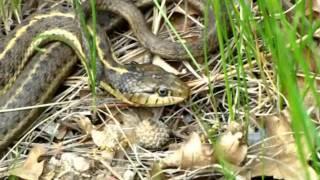 Flax Flower & Garter Snake