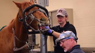 College of Veterinary Medicine acquires new endoscope