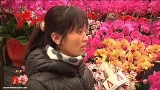 China spring festival flowers